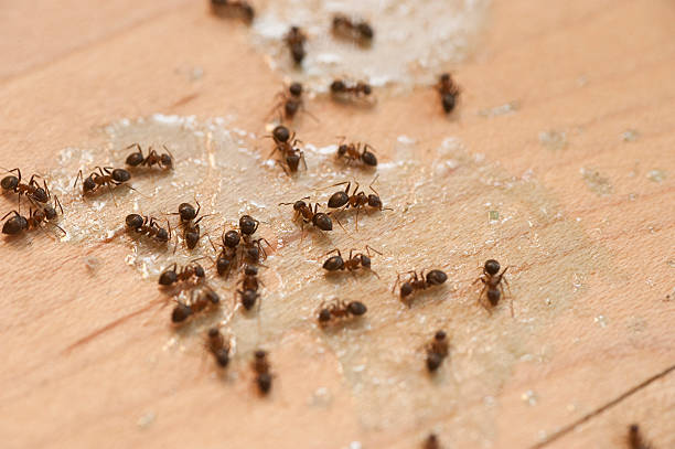 Best Residential Pest Control  in Belpre, OH