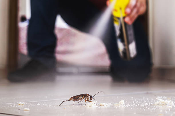 Best Rat Extermination Near Me  in Belpre, OH